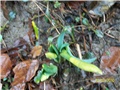 narcis, sunovrat - lat. narcissus